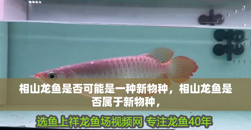 我的虎魚真菌感染了要怎么處理 相山龍魚是否可能是一種新物種,相山龍魚是否屬于新物種, 龍魚百科 相山龍魚是否可能是一種新物種,相山龍魚是否屬于新物種, 相山龍魚是否可能是一種新物種,相山龍魚是否屬于新物種, 龍魚百科
