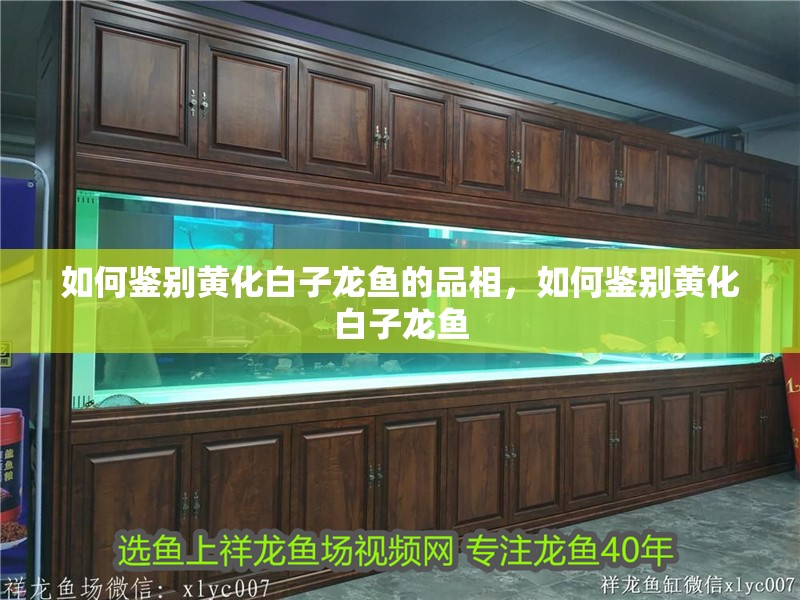 詳細閱讀:如何鑒別黃化白子龍魚的品相,如何鑒別黃化白子龍魚 如何鑒別黃化白子龍魚的品相,如何鑒別黃化白子龍魚