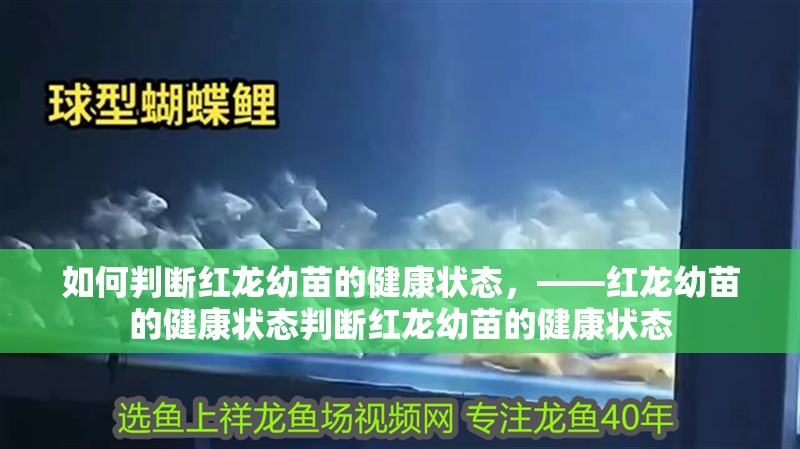 如何判斷紅龍幼苗的健康狀態(tài)，——紅龍幼苗的健康狀態(tài)判斷紅龍幼苗的健康狀態(tài)