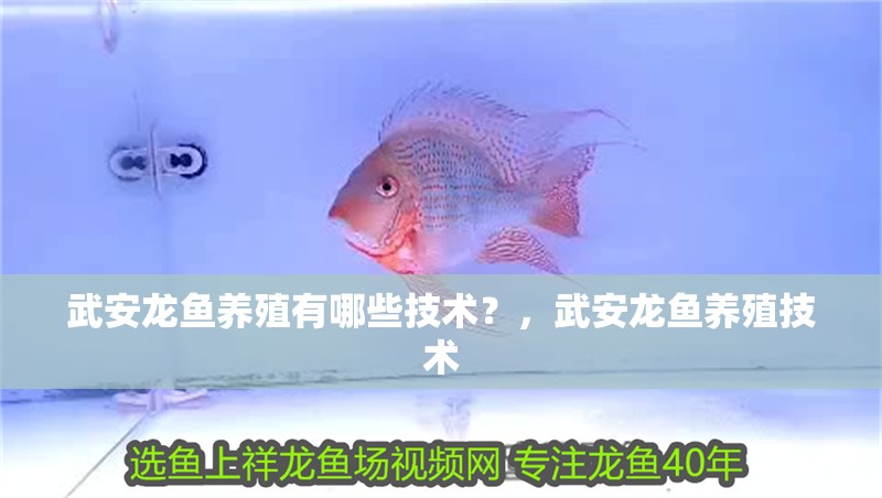 詳細閱讀:武安龍魚養殖有哪些技術?,武安龍魚養殖技術 武安龍魚養殖有哪些技術?,武安龍魚養殖技術