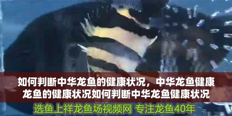 如何判斷中華龍魚的健康狀況，中華龍魚健康龍魚的健康狀況如何判斷中華龍魚健康狀況