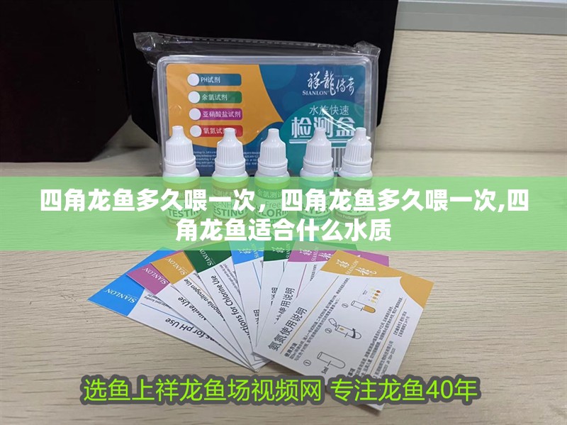 四角龍魚多久喂一次，四角龍魚多久喂一次,四角龍魚適合什么水質