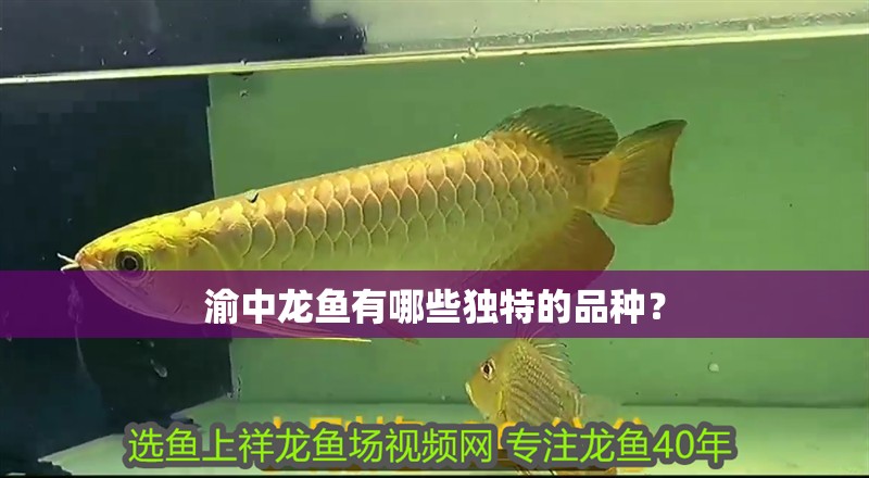 詳細閱讀:渝中龍魚有哪些獨特的品種? 渝中龍魚有哪些獨特的品種?