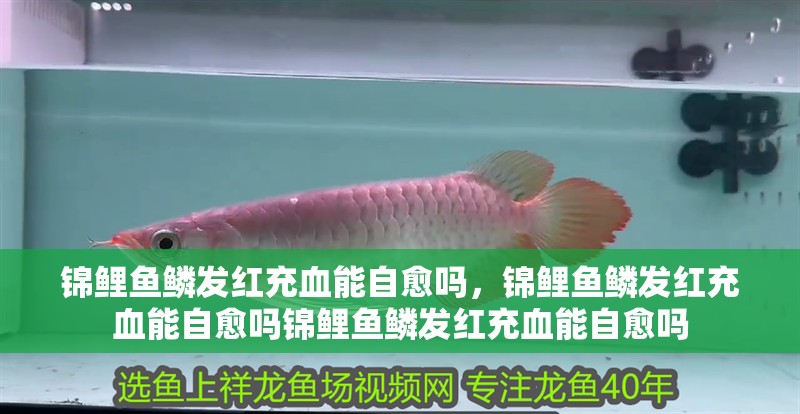 錦鯉魚(yú)鱗發(fā)紅充血能自愈嗎，錦鯉魚(yú)鱗發(fā)紅充血能自愈嗎錦鯉魚(yú)鱗發(fā)紅充血能自愈嗎