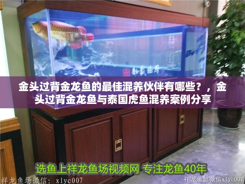 金頭過背金龍魚的最佳混養伙伴有哪些？，金頭過背金龍魚與泰國虎魚混養案例分享