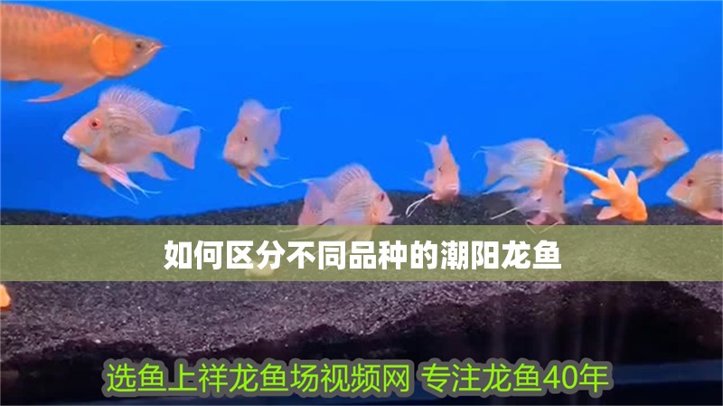 如何區分不同品種的潮陽龍魚 如何區分不同品種的潮陽龍魚 龍魚百科