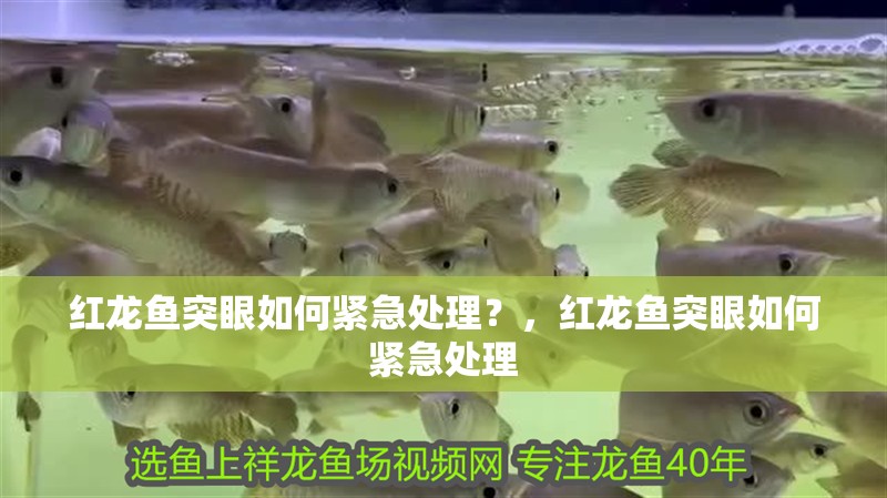 紅龍魚突眼如何緊急處理？，紅龍魚突眼如何緊急處理 紅龍魚突眼如何緊急處理？，紅龍魚突眼如何緊急處理 龍魚百科