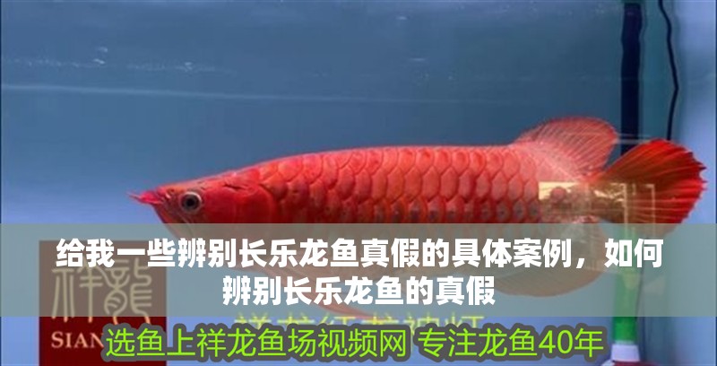 給我一些辨別長樂龍魚真假的具體案例，如何辨別長樂龍魚的真假 給我一些辨別長樂龍魚真假的具體案例，如何辨別長樂龍魚的真假 龍魚百科