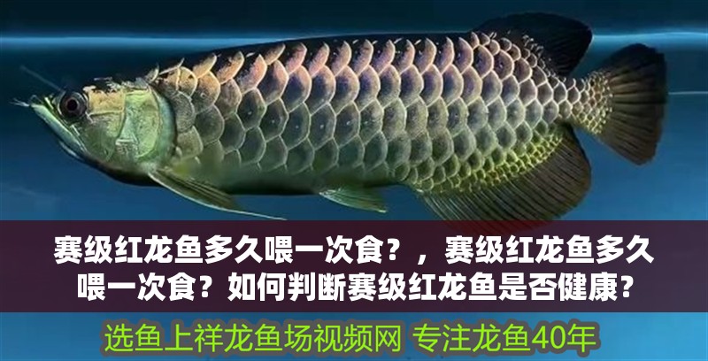賽級紅龍魚多久喂一次食？，賽級紅龍魚多久喂一次食？如何判斷賽級紅龍魚是否健康？