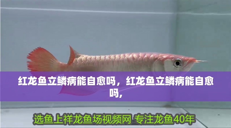 詳細閱讀:紅龍魚立鱗病能自愈嗎,紅龍魚立鱗病能自愈嗎, 紅龍魚立鱗病能自愈嗎,紅龍魚立鱗病能自愈嗎,