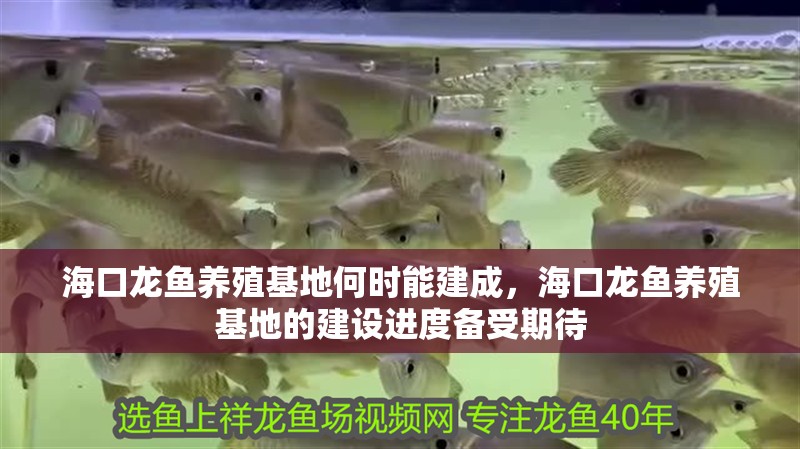 詳細閱讀:海口龍魚養殖基地何時能建成,海口龍魚養殖基地的建設進度備受期待 海口龍魚養殖基地何時能建成,海口龍魚養殖基地的建設進度備受期待