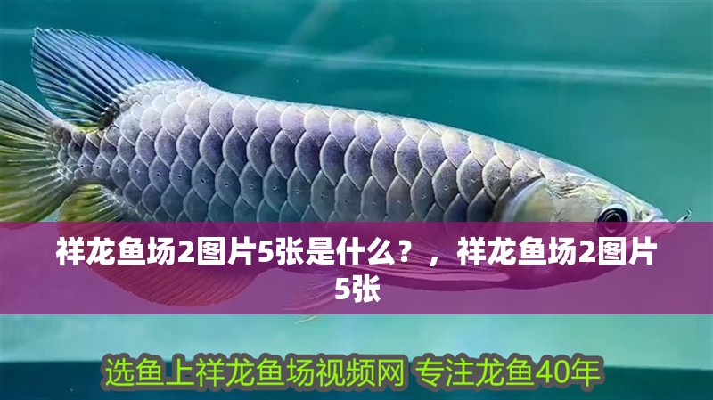 詳細閱讀:祥龍魚場2圖片5張是什么?,祥龍魚場2圖片5張 祥龍魚場2圖片5張是什么?,祥龍魚場2圖片5張