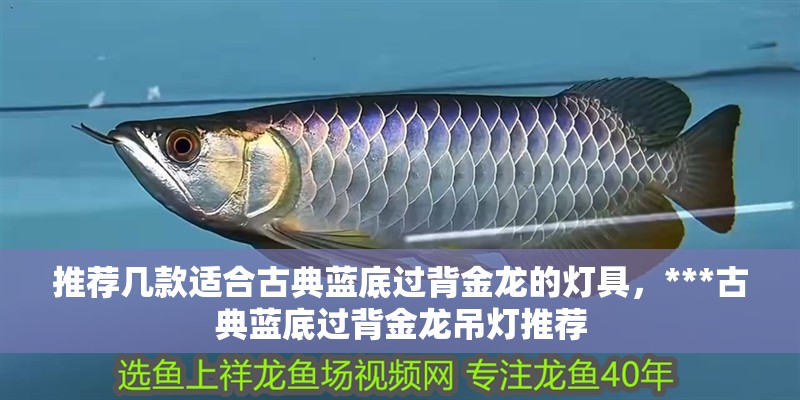 詳細閱讀:龍魚黑身最簡單三個原因 龍魚黑身最簡單三個原因