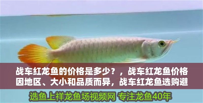 戰車紅龍魚的價格是多少？，戰車紅龍魚價格因地區、大小和品質而異，戰車紅龍魚選購避坑指南