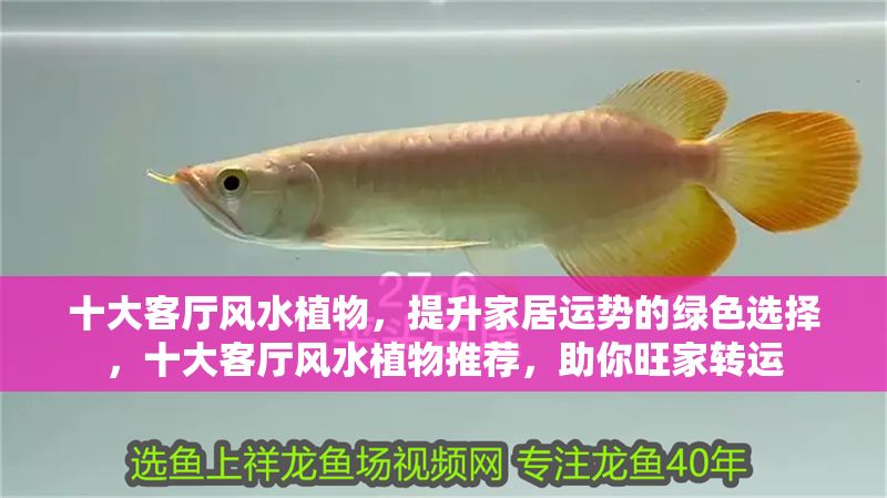 十大客廳風水植物，提升家居運勢的綠色選擇，十大客廳風水植物推薦，助你旺家轉(zhuǎn)運