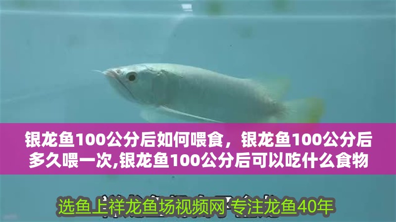 銀龍魚100公分后如何喂食，銀龍魚100公分后多久喂一次,銀龍魚100公分后可以吃什么食物?