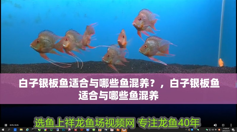 白子銀板魚適合與哪些魚混養？，白子銀板魚適合與哪些魚混養