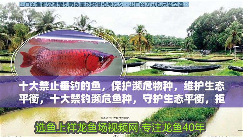 十大禁止垂釣的魚，保護瀕危物種，維護生態平衡，十大禁釣瀕危魚種，守護生態平衡，拒絕非法垂釣