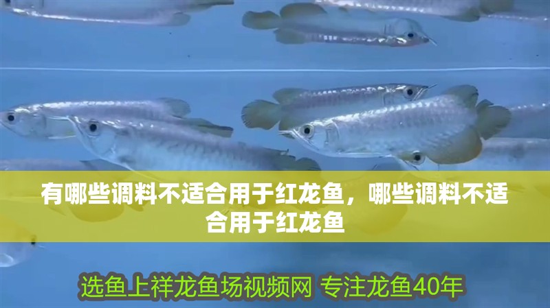 有哪些調(diào)料不適合用于紅龍魚，哪些調(diào)料不適合用于紅龍魚