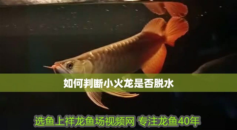 詳細閱讀:如何判斷小火龍是否脫水 如何判斷小火龍是否脫水