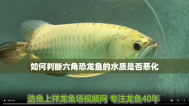 詳細閱讀:如何判斷六角恐龍魚的水質是否惡化 如何判斷六角恐龍魚的水質是否惡化