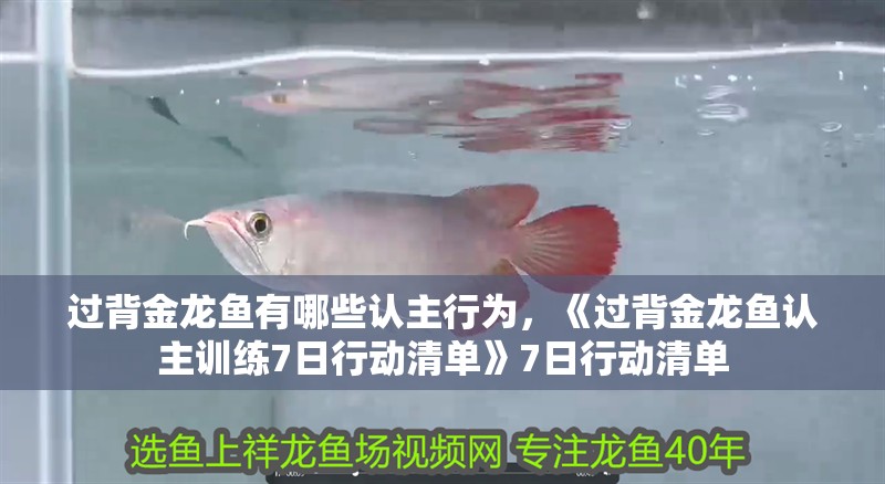 詳細閱讀:過背金龍魚有哪些認主行為,《過背金龍魚認主訓練7日行動清單》7日行動清單 過背金龍魚有哪些認主行為,《過背金龍魚認主訓練7日行動清單》7日行動清單