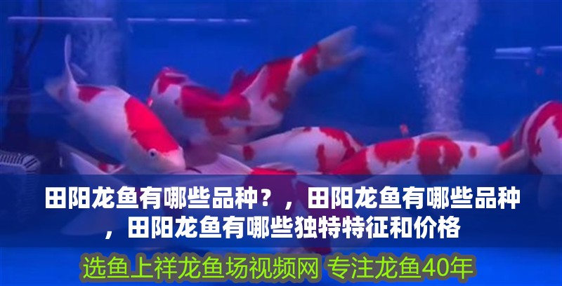 田陽龍魚有哪些品種？，田陽龍魚有哪些品種，田陽龍魚有哪些獨特特征和價格