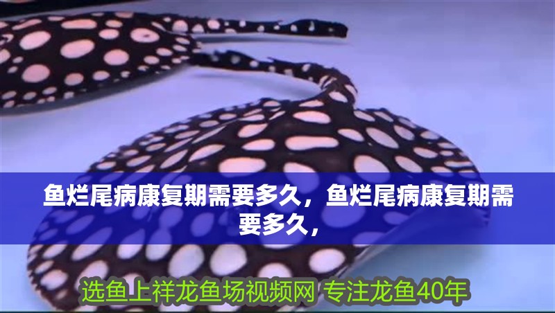 魚爛尾病康復期需要多久，魚爛尾病康復期需要多久，