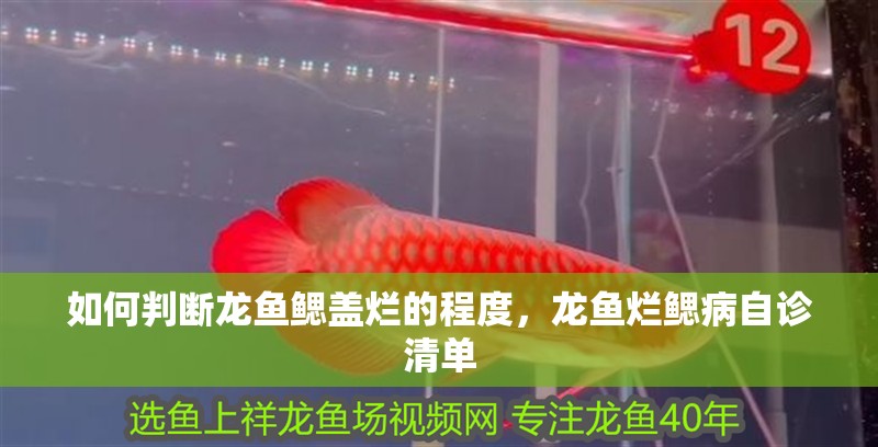 如何判斷龍魚鰓蓋爛的程度，龍魚爛鰓病自診清單 如何判斷龍魚鰓蓋爛的程度，龍魚爛鰓病自診清單 龍魚百科