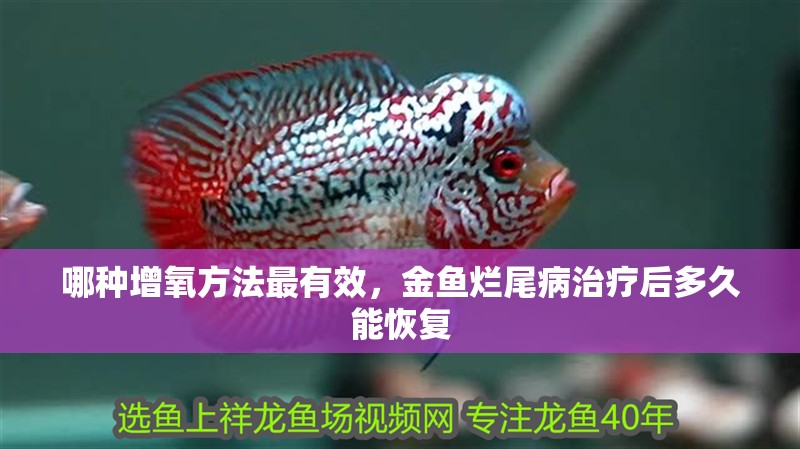 哪種增氧方法最有效，金魚爛尾病治療后多久能恢復