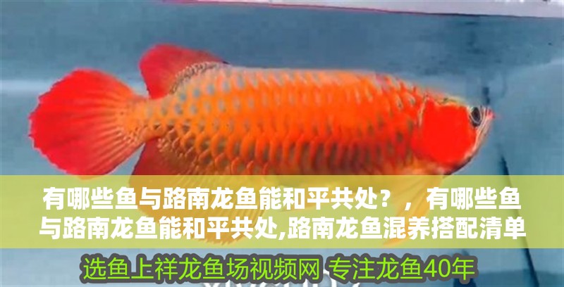 詳細閱讀:有哪些魚與路南龍魚能和平共處?,有哪些魚與路南龍魚能和平共處,路南龍魚混養(yǎng)搭配清單 有哪些魚與路南龍魚能和平共處?,有哪些魚與路南龍魚能和平共處,路南龍魚混養(yǎng)搭配清單