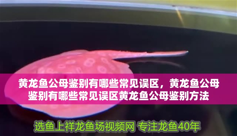 黃龍魚公母鑒別有哪些常見誤區(qū)，黃龍魚公母鑒別有哪些常見誤區(qū)黃龍魚公母鑒別方法