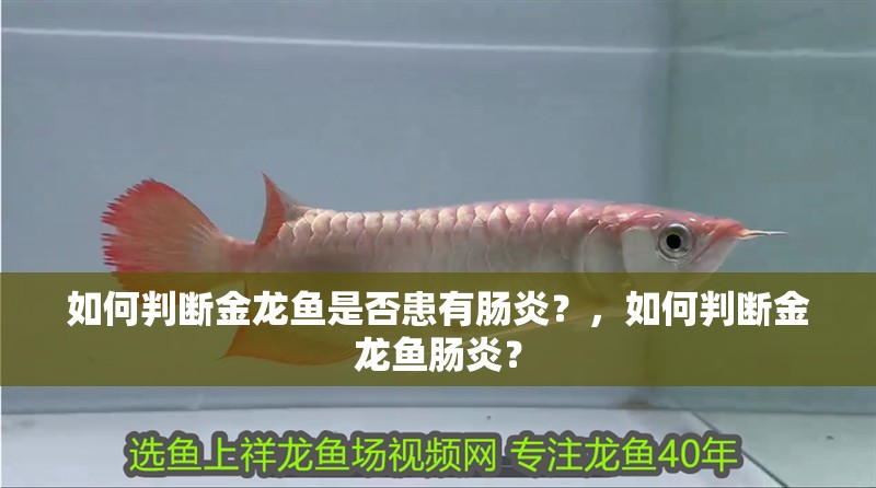 如何判斷金龍魚是否患有腸炎？，如何判斷金龍魚腸炎？