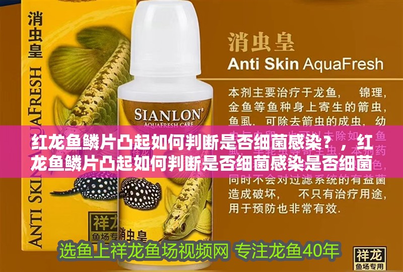 詳細閱讀:紅龍魚鱗片凸起如何判斷是否細菌感染?,紅龍魚鱗片凸起如何判斷是否細菌感染是否細菌感染 紅龍魚鱗片凸起如何判斷是否細菌感染?,紅龍魚鱗片凸起如何判斷是否細菌感染是否細菌感染