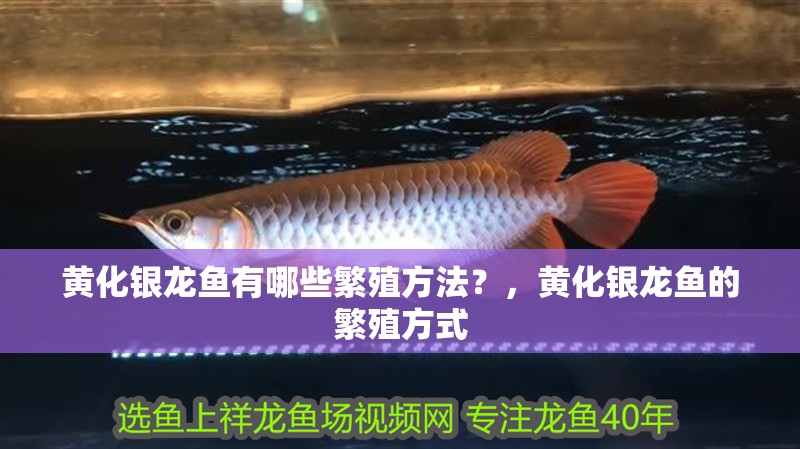 黃化銀龍魚有哪些繁殖方法？，黃化銀龍魚的繁殖方式