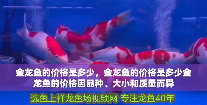 金龍魚的價格是多少，金龍魚的價格是多少金龍魚的價格因品種、大小和質量而異