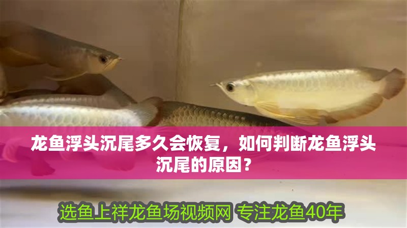 龍魚浮頭沉尾多久會恢復，如何判斷龍魚浮頭沉尾的原因？