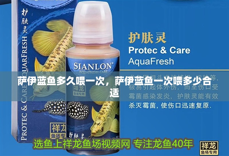 薩伊藍魚多久喂一次，薩伊藍魚一次喂多少合適