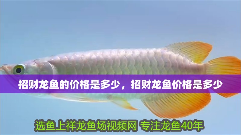 招財龍魚的價格是多少，招財龍魚價格是多少 招財龍魚的價格是多少，招財龍魚價格是多少 龍魚百科