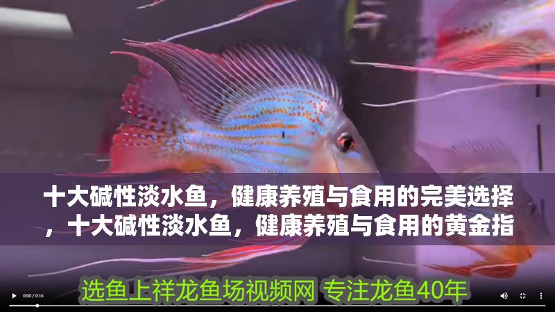 十大堿性淡水魚，健康養(yǎng)殖與食用的完美選擇，十大堿性淡水魚，健康養(yǎng)殖與食用的黃金指南