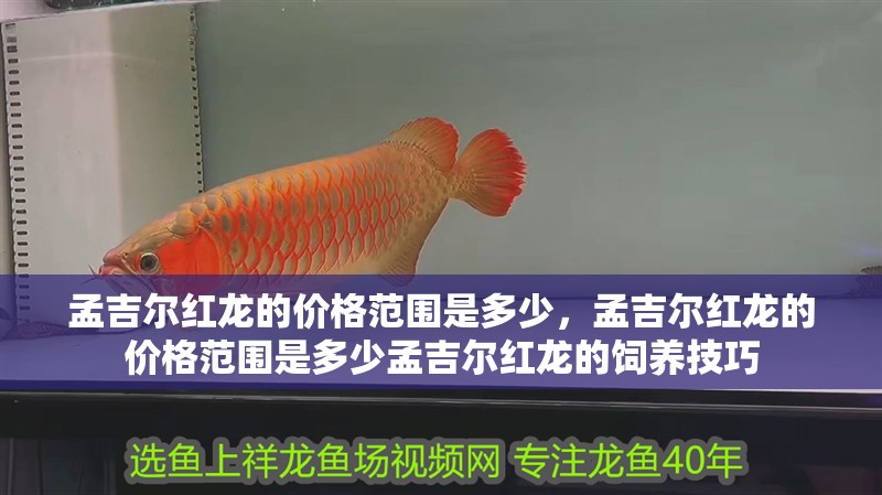 孟吉爾紅龍的價格范圍是多少，孟吉爾紅龍的價格范圍是多少孟吉爾紅龍的飼養技巧