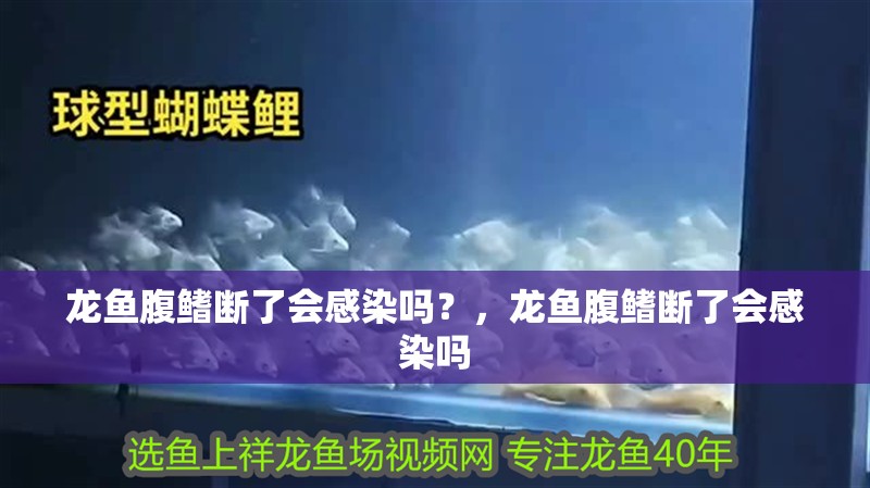 龍魚腹鰭斷了會感染嗎？，龍魚腹鰭斷了會感染嗎