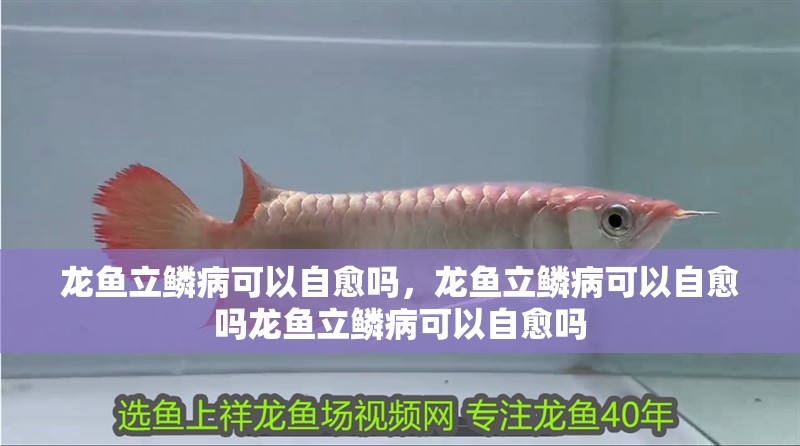 龍魚立鱗病可以自愈嗎，龍魚立鱗病可以自愈嗎龍魚立鱗病可以自愈嗎 龍魚立鱗病可以自愈嗎，龍魚立鱗病可以自愈嗎龍魚立鱗病可以自愈嗎 龍魚百科