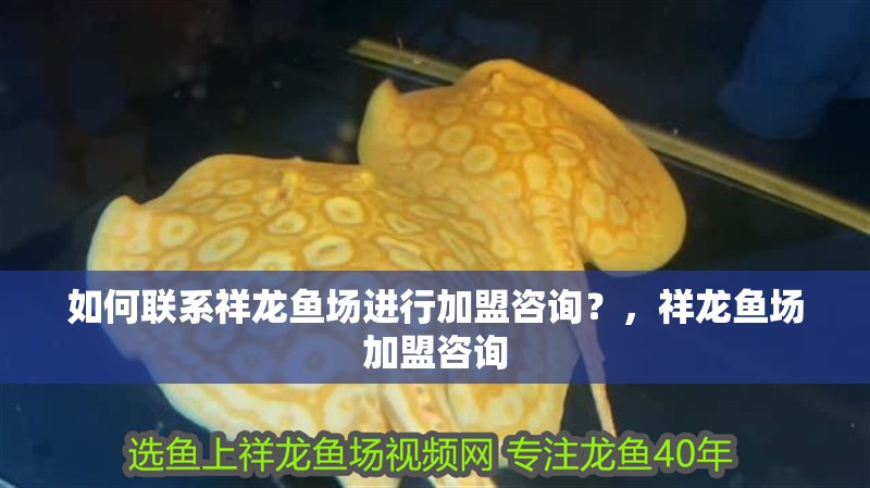 如何聯系祥龍魚場進行加盟咨詢？，祥龍魚場加盟咨詢