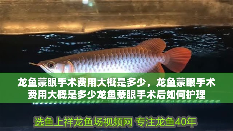 龍魚蒙眼手術費用大概是多少，龍魚蒙眼手術費用大概是多少龍魚蒙眼手術后如何護理