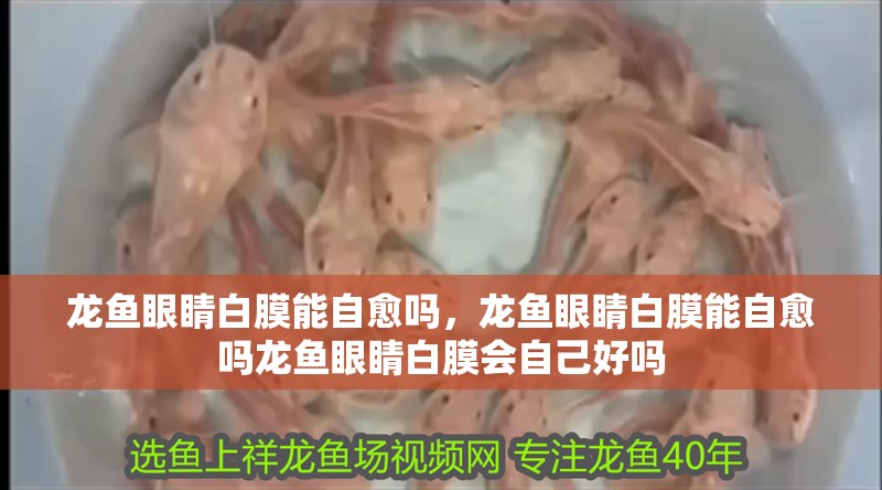 龍魚眼睛白膜能自愈嗎，龍魚眼睛白膜能自愈嗎龍魚眼睛白膜會自己好嗎