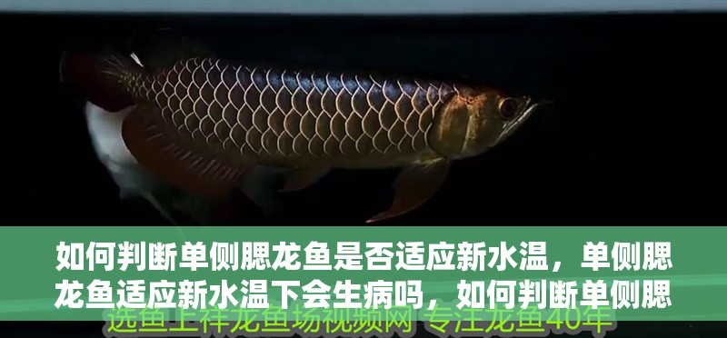如何判斷單側(cè)腮龍魚是否適應(yīng)新水溫，單側(cè)腮龍魚適應(yīng)新水溫下會生病嗎，如何判斷單側(cè)腮龍魚是否適應(yīng)新水溫 如何判斷單側(cè)腮龍魚是否適應(yīng)新水溫，單側(cè)腮龍魚適應(yīng)新水溫下會生病嗎，如何判斷單側(cè)腮龍魚是否適應(yīng)新水溫 龍魚百科