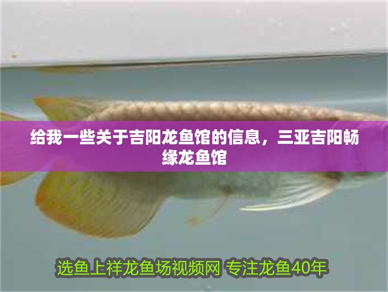 給我一些關于吉陽龍魚館的信息，三亞吉陽暢緣龍魚館 給我一些關于吉陽龍魚館的信息，三亞吉陽暢緣龍魚館 龍魚百科