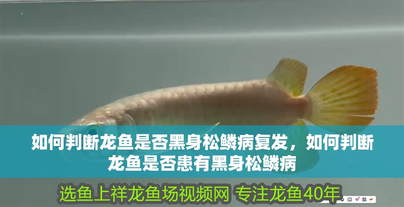 如何判斷龍魚是否黑身松鱗病復發，如何判斷龍魚是否患有黑身松鱗病 如何判斷龍魚是否黑身松鱗病復發，如何判斷龍魚是否患有黑身松鱗病 龍魚百科