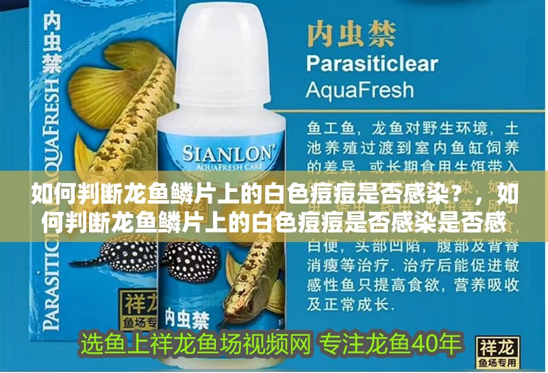 如何判斷龍魚鱗片上的白色痘痘是否感染？，如何判斷龍魚鱗片上的白色痘痘是否感染是否感染